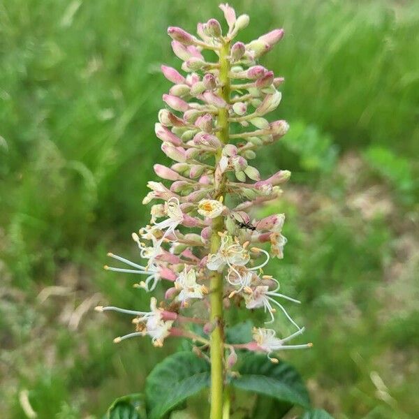 Aesculus californica Cvet