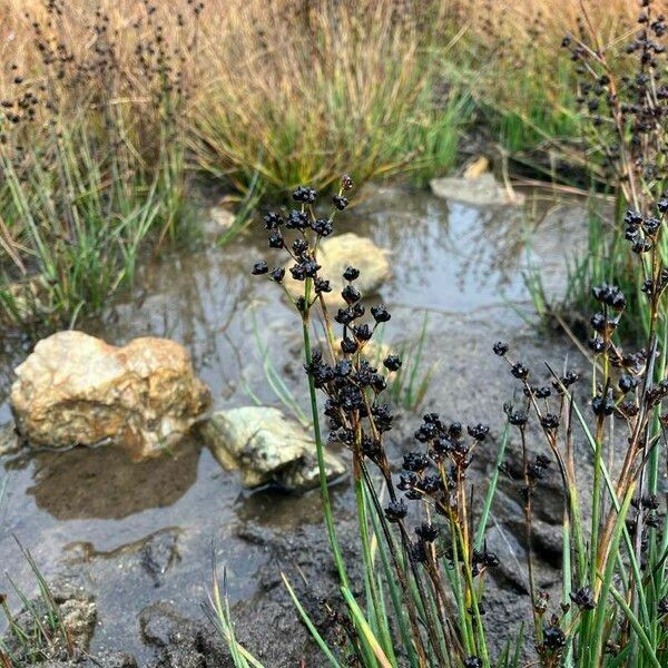 Juncus articulatus Kwiat