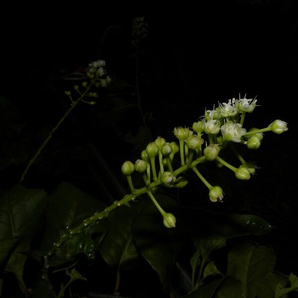 Stegnosperma cubense Flor