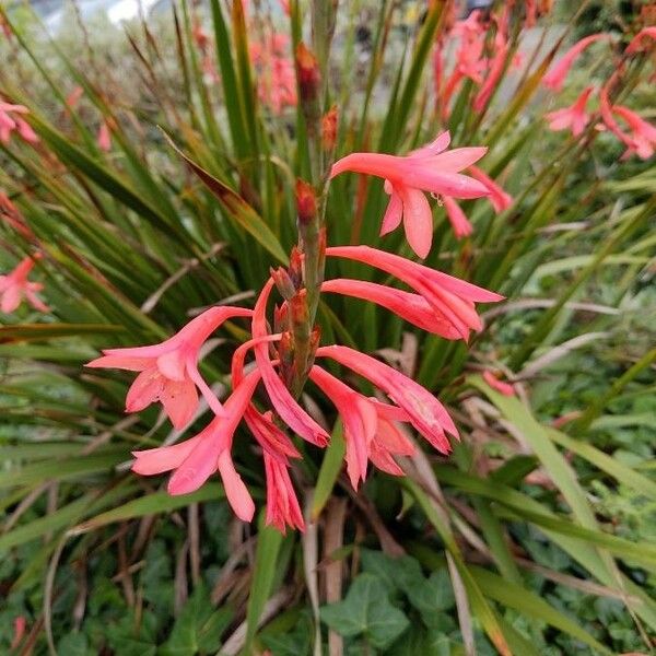 Watsonia meriana Flors