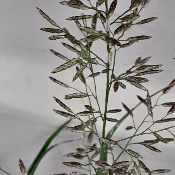 Eragrostis minor Flower