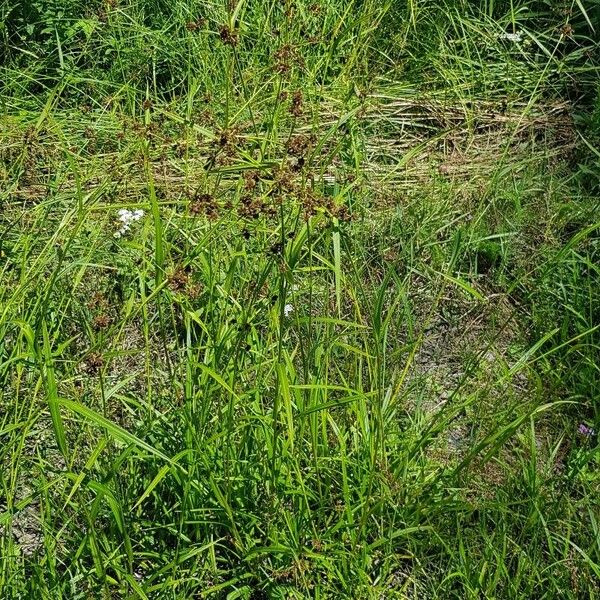 Scirpus atrovirens Alkat (teljes növény)