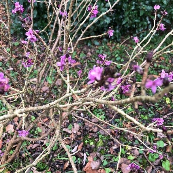 Daphne mezereum Flor