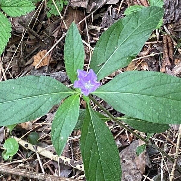 Ruellia strepens Folha