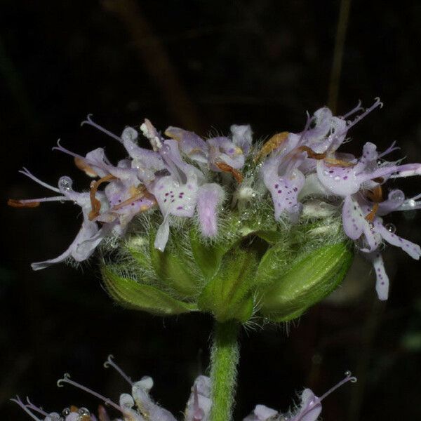 Blephilia ciliata Fiore