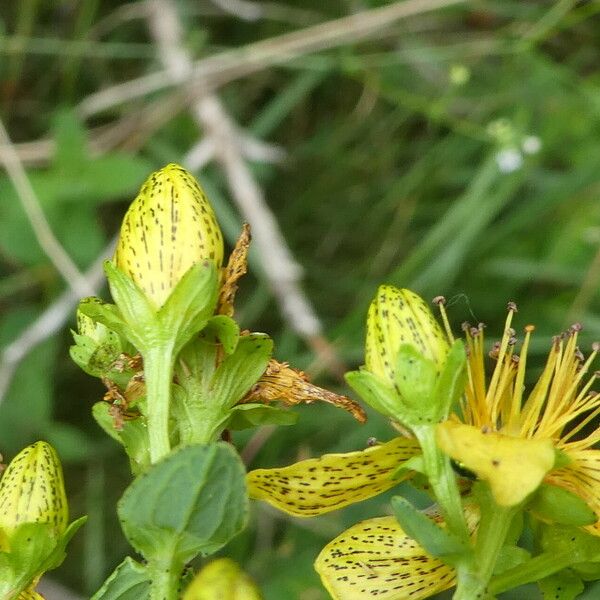 Hypericum maculatum Bloem