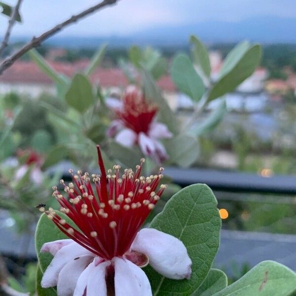 Acca sellowiana Çiçek