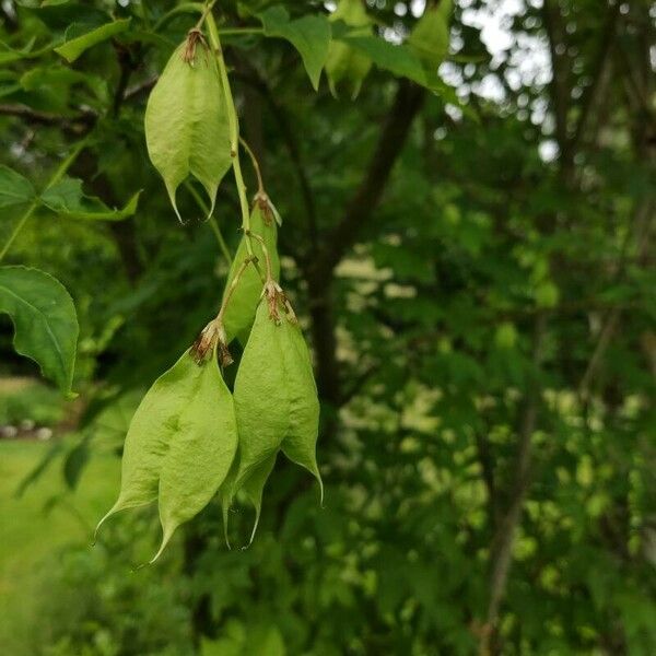 Staphylea trifolia Fruit