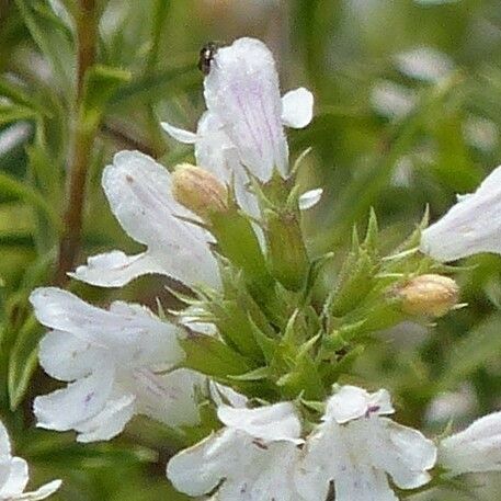 Satureja montana Flower