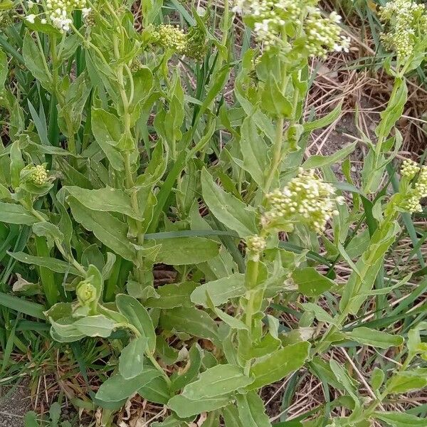 Lepidium draba 整株植物