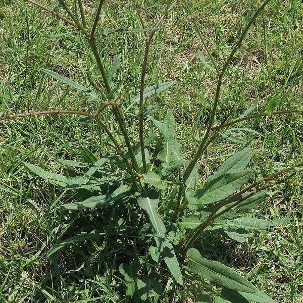 Rumex brownii Leaf