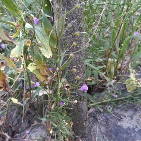 Agalinis tenuifolia Lehti