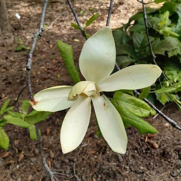Magnolia fraseri Кветка