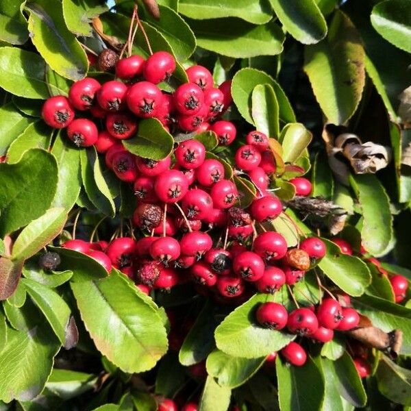 Pyracantha coccinea Fruto