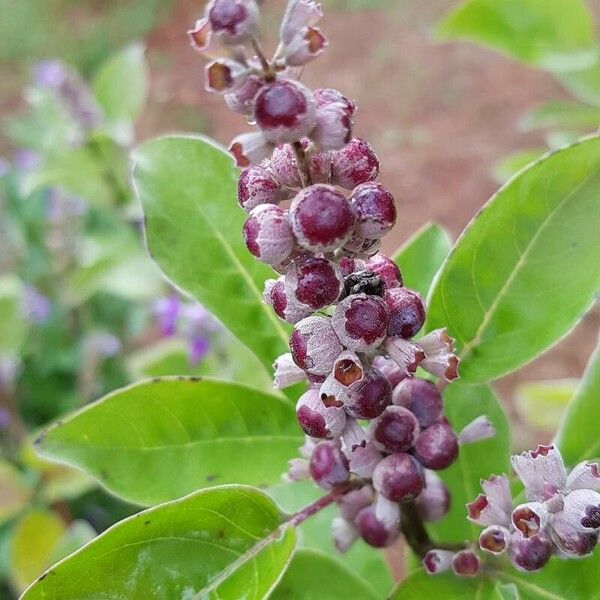 Vitex trifolia Fruit