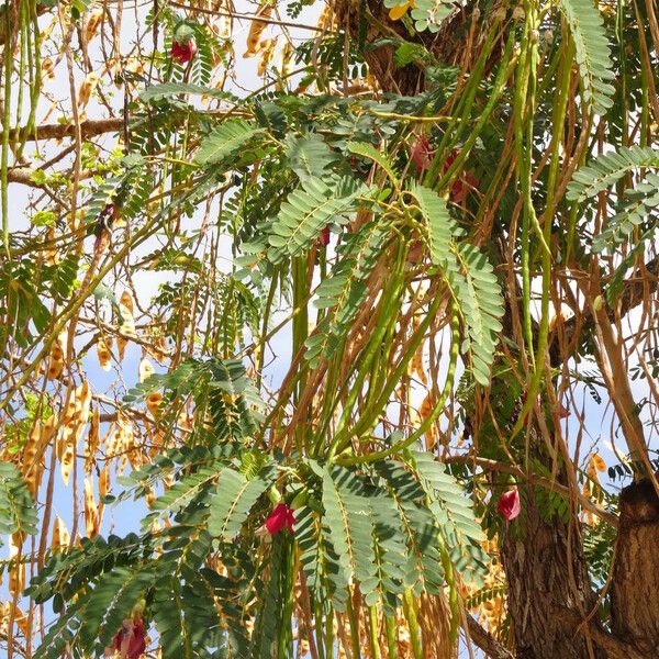 Sesbania grandiflora Листок