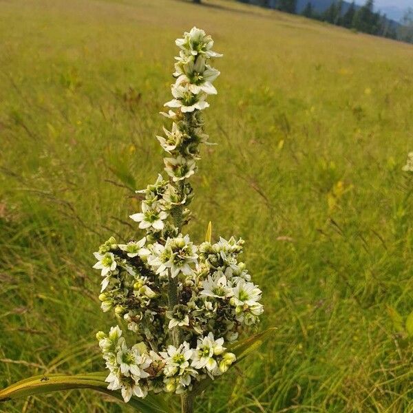 Veratrum album Virág