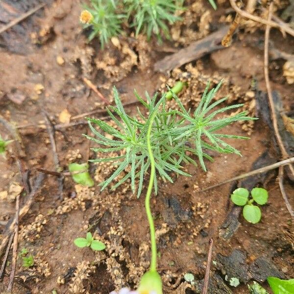 Felicia abyssinica Blad