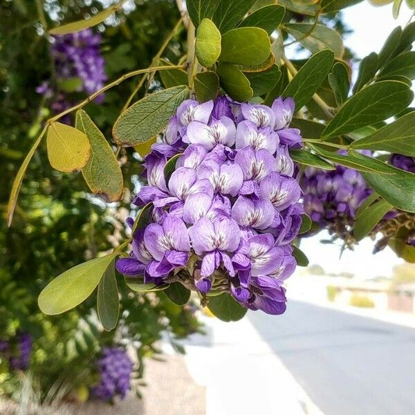 Sophora secundiflora Cvet