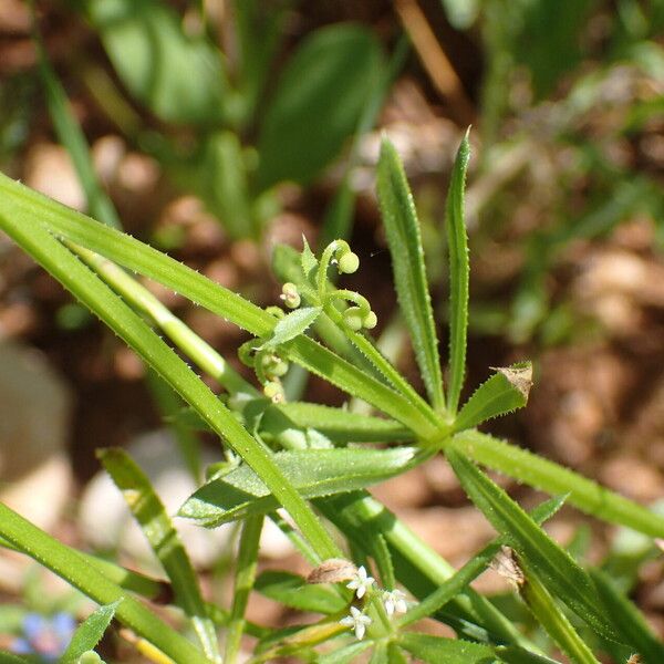 Galium tricornutum Fruit