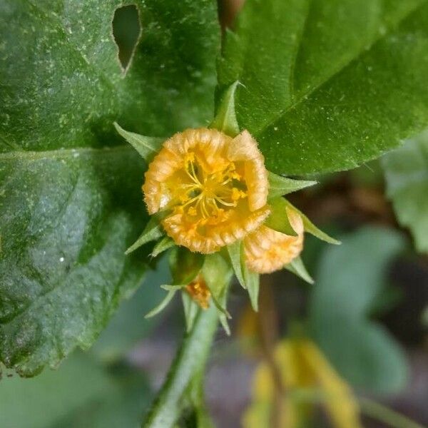 Sida acuta Blomst