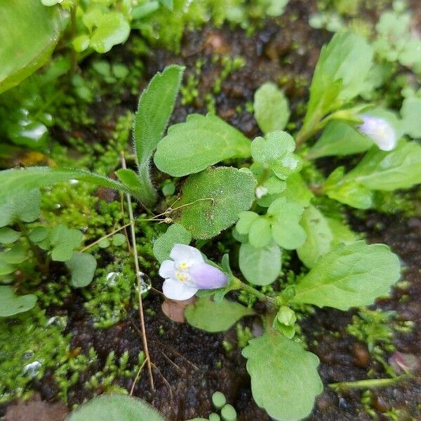 Mazus pumilus Flor