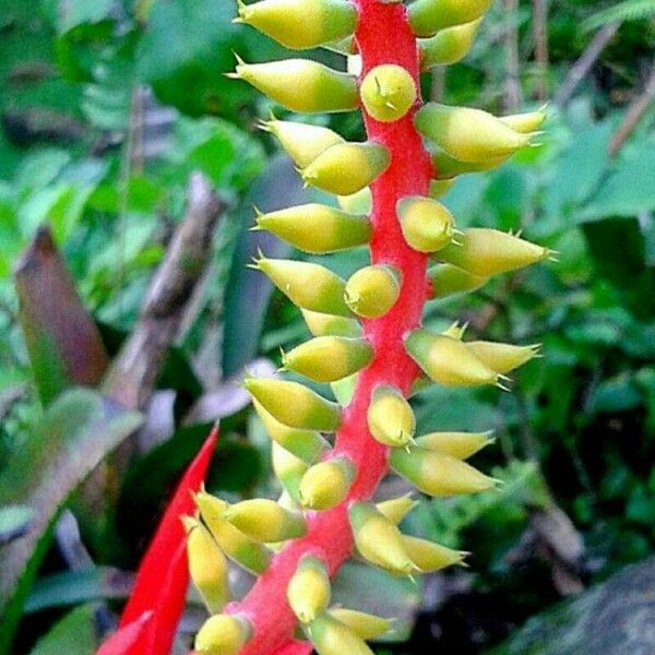 Aechmea nudicaulis Flower