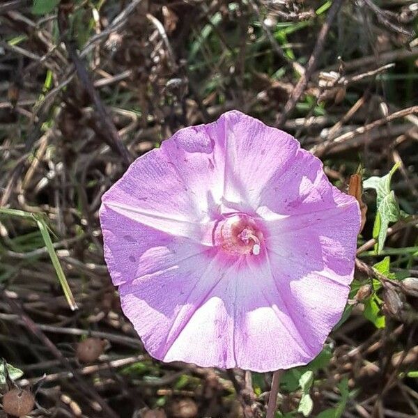 Ipomoea cordatotriloba Floare