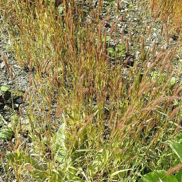 Setaria pumila ശീലം