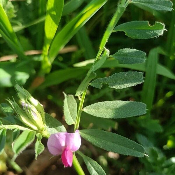 Vicia sativa 花