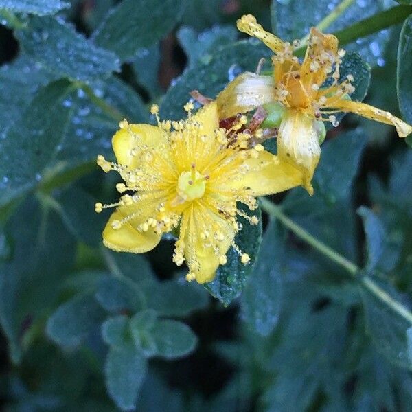 Hypericum maculatum Flor