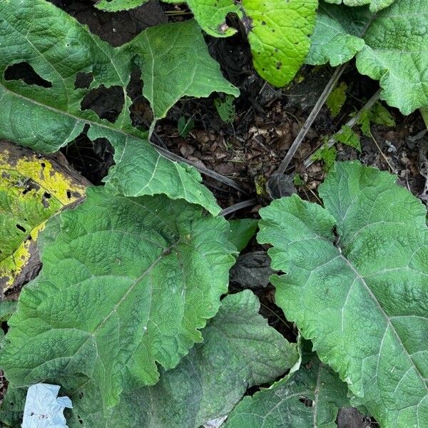 Arctium nemorosum Folha