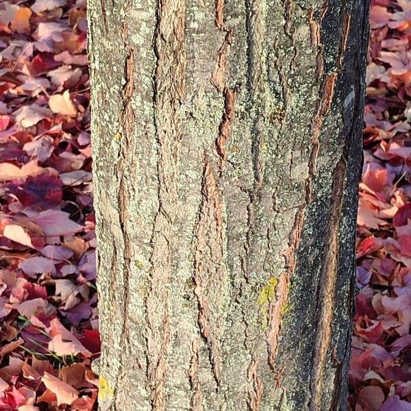 Acer rubrum Bark