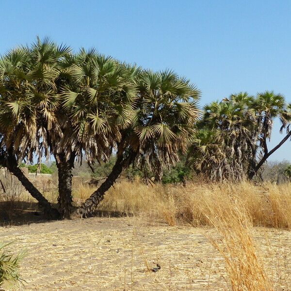 Hyphaene thebaica Habit