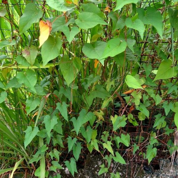 Ipomoea tiliacea 整株植物