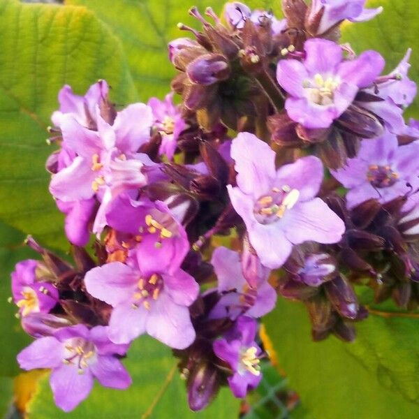 Wigandia caracasana Blomst