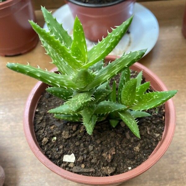 Aloe juvenna पत्ता