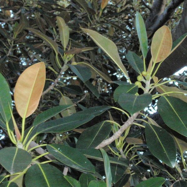 Ficus macrophylla Liść