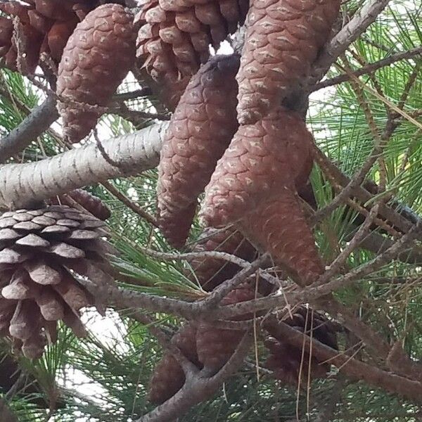 Pinus halepensis Fruit