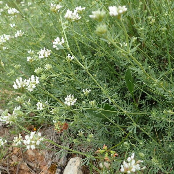Dorycnium pentaphyllum Květ
