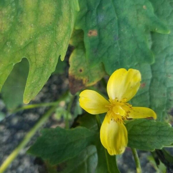 Stylophorum diphyllum 花