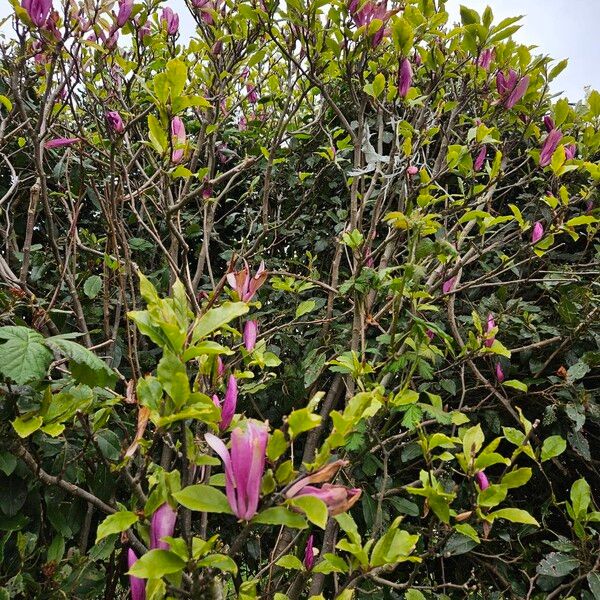 Magnolia liliiflora Plante entière