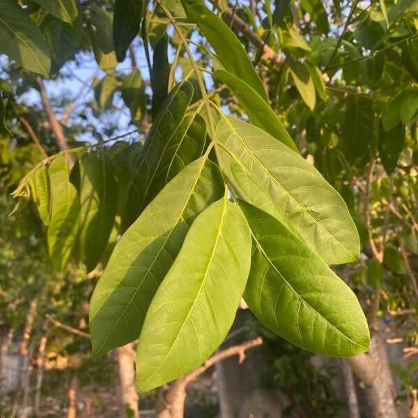 Piscidia piscipula Leaf