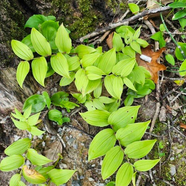 Streptopus lanceolatus Leaf