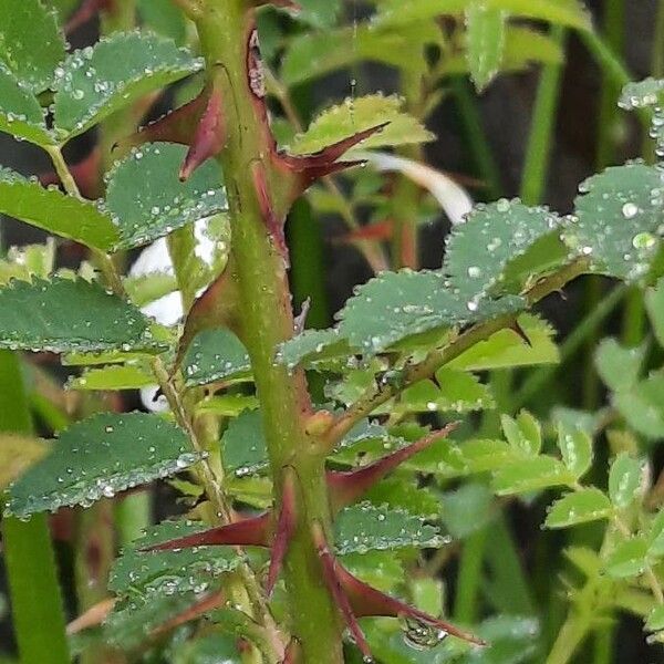 Rosa spinosissima ᱮᱴᱟᱜ