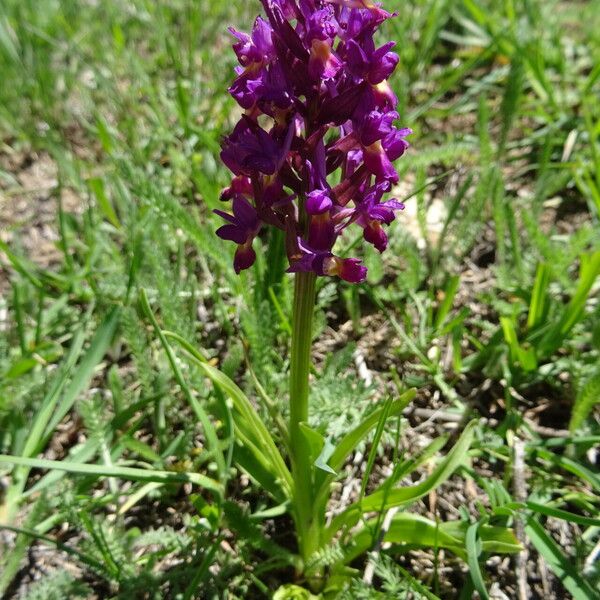 Dactylorhiza romana عادت