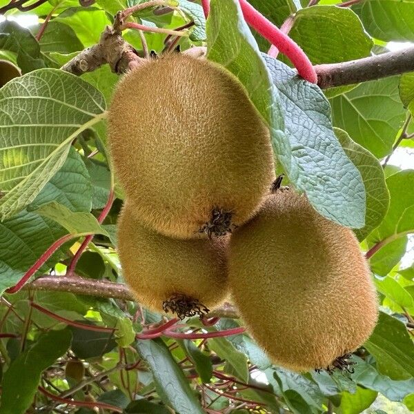 Actinidia chinensis Frukt