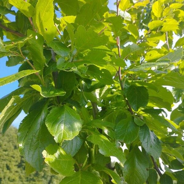 Prunus domestica Leaf