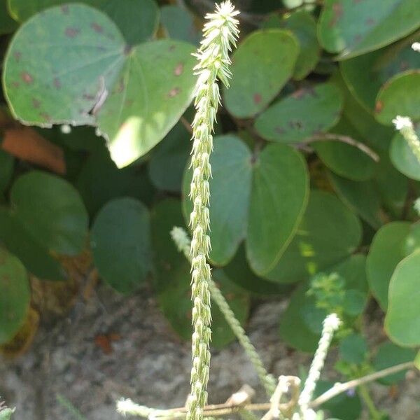 Achyranthes aspera Flower