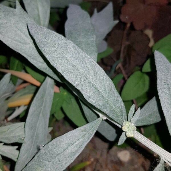 Artemisia ludoviciana ഇല